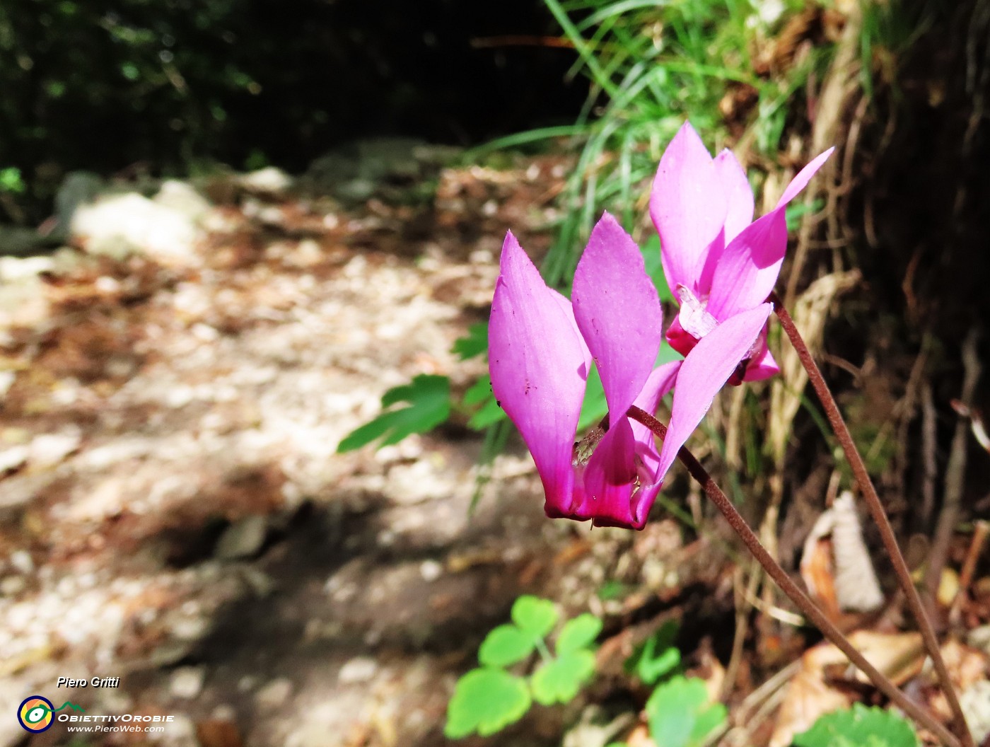 63 Cyclamen (Ciclamini).JPG